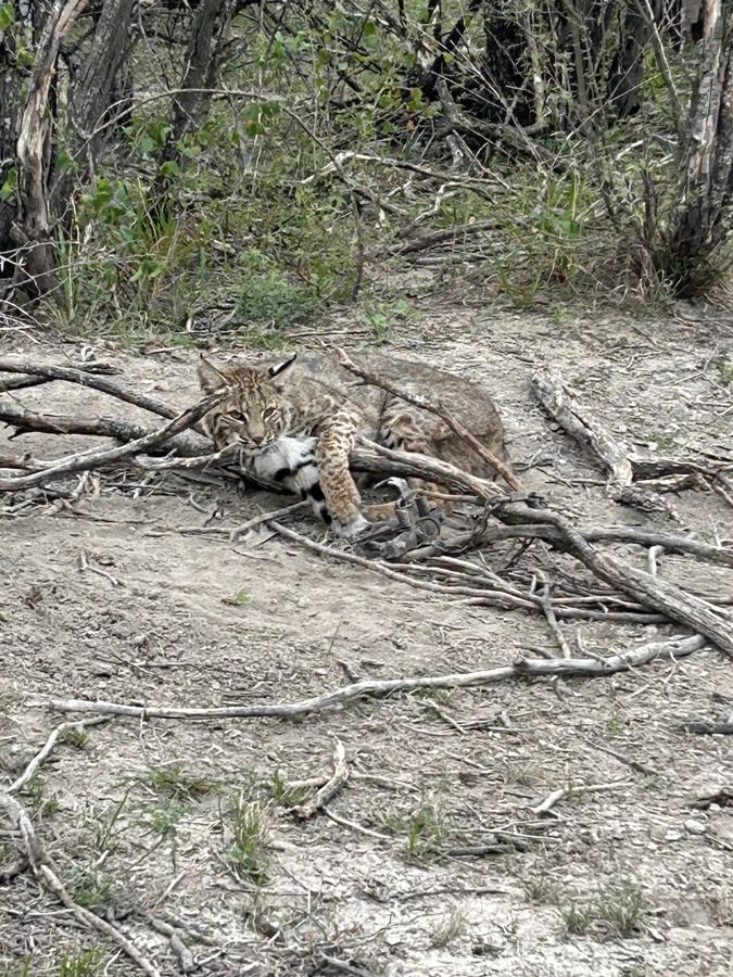 Bobcat caught in a trap set under brush
