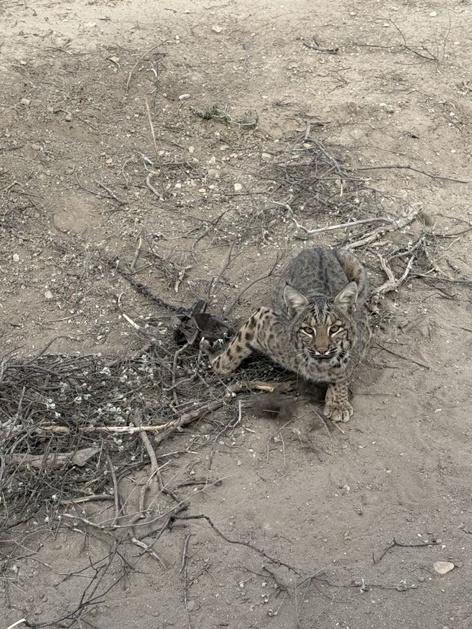 Bobcat caught in a foothold trap, looking up at the camera