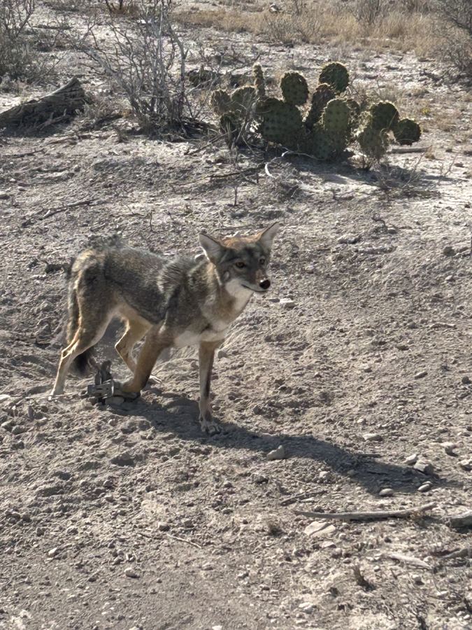 Coyote held in a foothold trap beside prickly pear