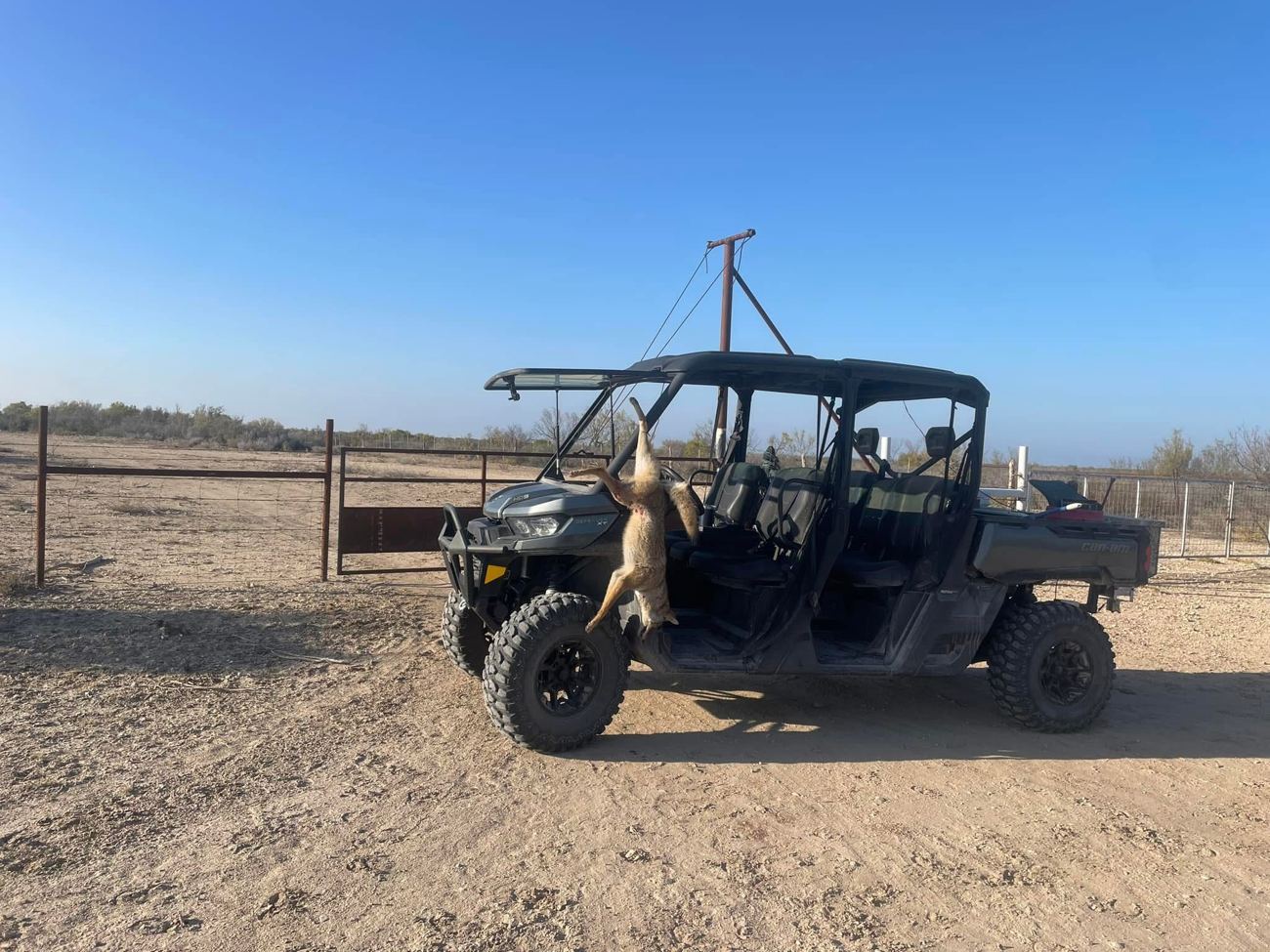 Coyote hung on a utility vehicle at a ranch gate