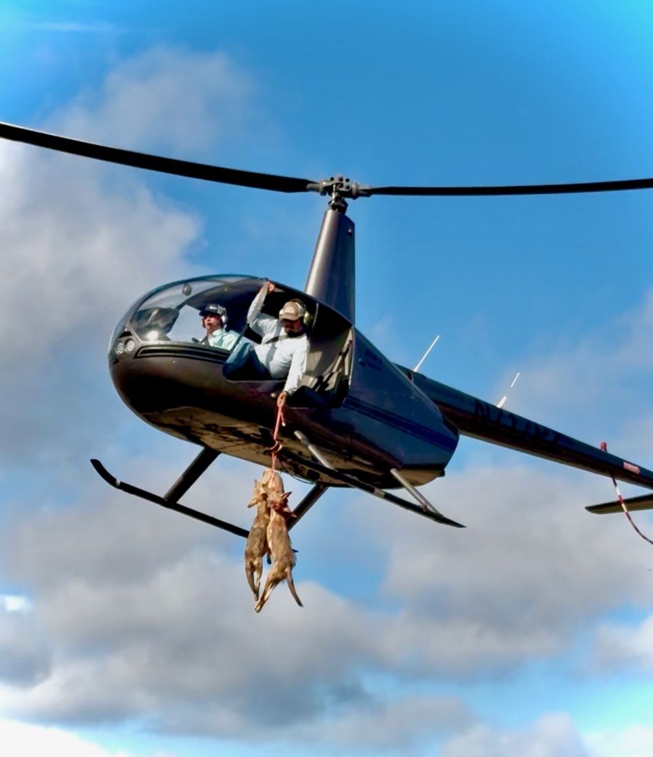 Helicopter in flight carrying coyotes taken during an aerial job